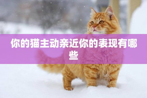 你的貓主動親近你的表現有哪些