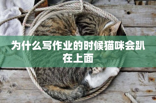 為什么寫作業的時候貓咪會趴在上面