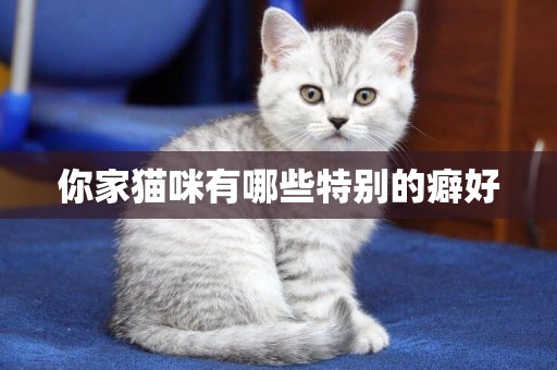 你家貓咪有哪些特別的癖好