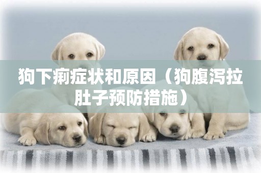 狗下痢癥狀和原因（狗腹瀉拉肚子預防措施）