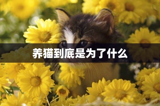 養貓到底是為了什么