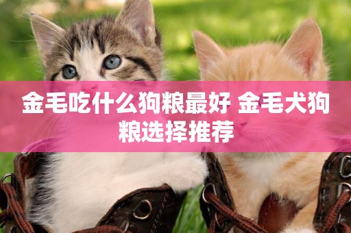 金毛吃什么狗糧最好 金毛犬狗糧選擇推薦