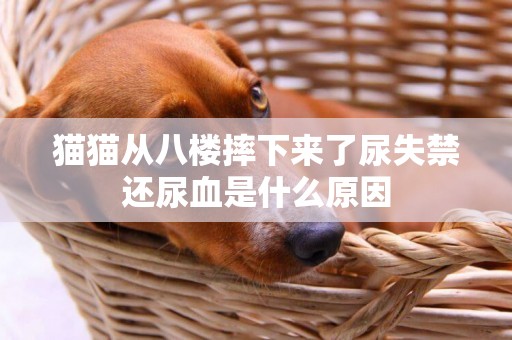 貓貓從八樓摔下來了尿失禁還尿血是什么原因