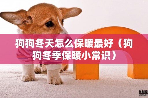 狗狗冬天怎么保暖最好（狗狗冬季保暖小常識）