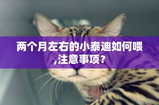 兩個月左右的小泰迪如何喂,注意事項？