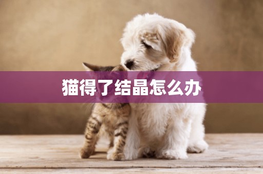 貓得了結晶怎么辦