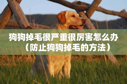狗狗掉毛很嚴重很厲害怎么辦（防止狗狗掉毛的方法）
