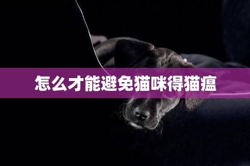 怎么才能避免貓咪得貓瘟