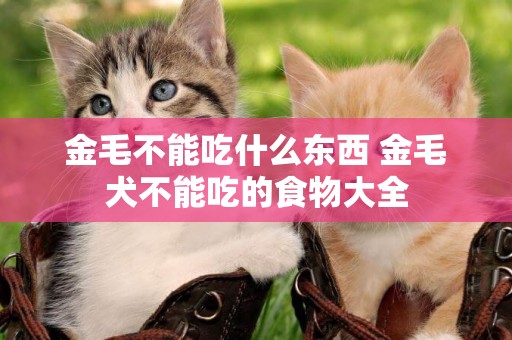 金毛不能吃什么東西 金毛犬不能吃的食物大全