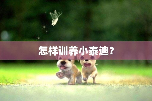 怎樣訓養小泰迪？