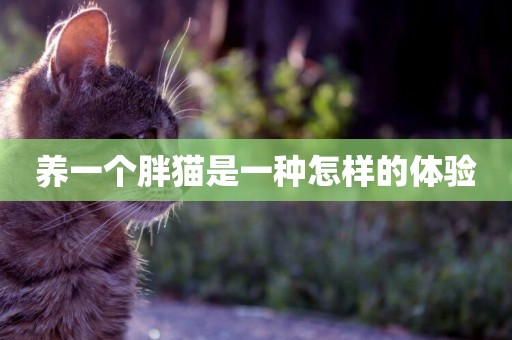 養一個胖貓是一種怎樣的體驗