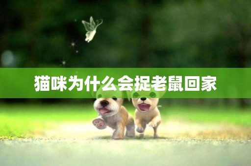 貓咪為什么會捉老鼠回家