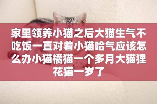 家里領養小貓之后大貓生氣不吃飯一直對著小貓哈氣應該怎么辦小貓橘貓一個多月大貓貍花貓一歲了