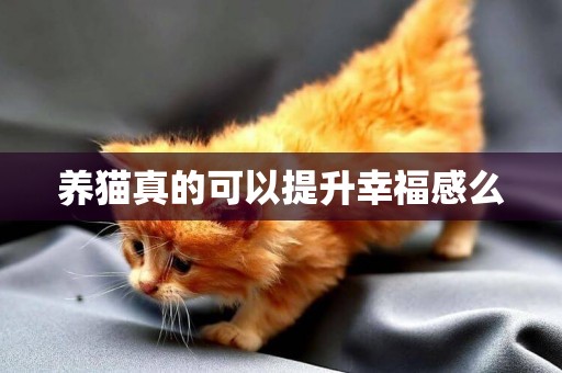 養貓真的可以提升幸福感么