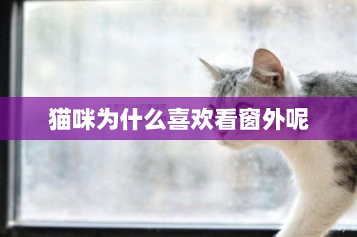 貓咪為什么喜歡看窗外呢
