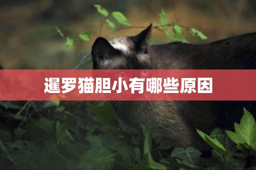 暹羅貓膽小有哪些原因