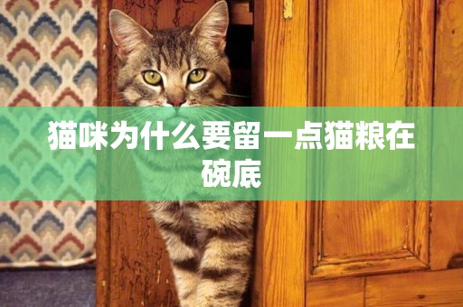 貓咪為什么要留一點貓糧在碗底