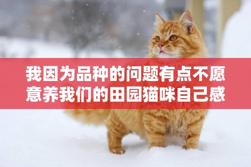 我因為品種的問題有點不愿意養我們的田園貓咪自己感覺這樣不好如何能讓我喜歡上它們