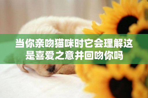 當你親吻貓咪時它會理解這是喜愛之意并回吻你嗎