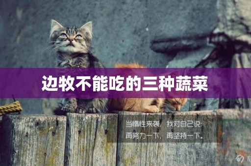 邊牧不能吃的三種蔬菜