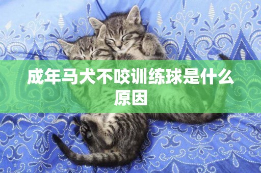 成年馬犬不咬訓練球是什么原因