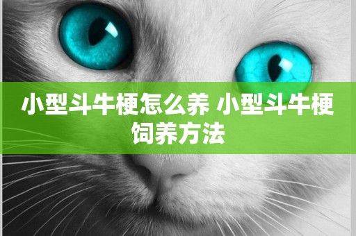 小型斗牛梗怎么養 小型斗牛梗飼養方法