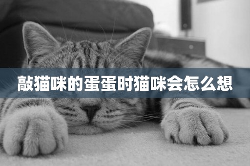 敲貓咪的蛋蛋時貓咪會怎么想