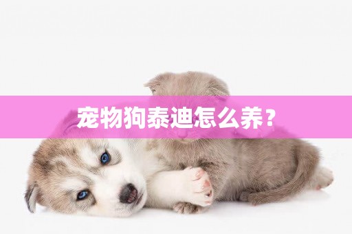 寵物狗泰迪怎么養？