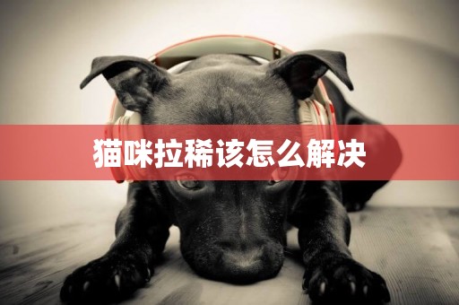 貓咪拉稀該怎么解決