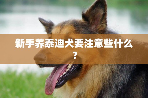 新手養泰迪犬要注意些什么？