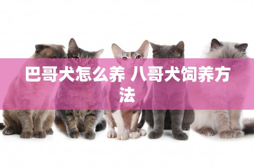 巴哥犬怎么養 八哥犬飼養方法