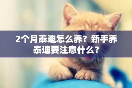 2個月泰迪怎么養？新手養泰迪要注意什么？