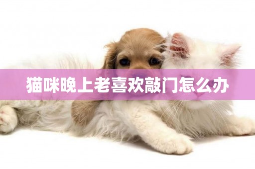 貓咪晚上老喜歡敲門怎么辦