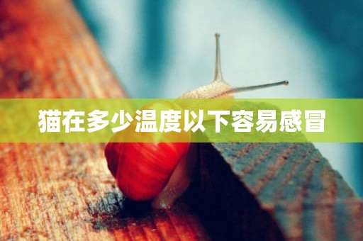 貓在多少溫度以下容易感冒