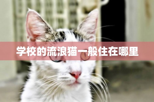 學校的流浪貓一般住在哪里