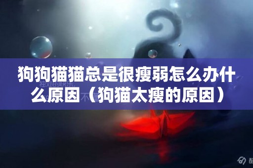 狗狗貓貓總是很瘦弱怎么辦什么原因（狗貓太瘦的原因）