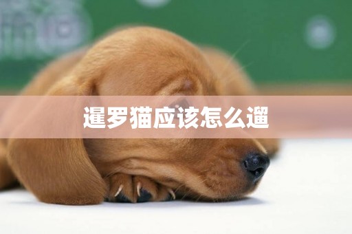 暹羅貓應該怎么遛