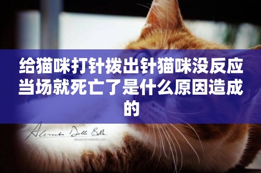 給貓咪打針撥出針貓咪沒反應當場就死亡了是什么原因造成的