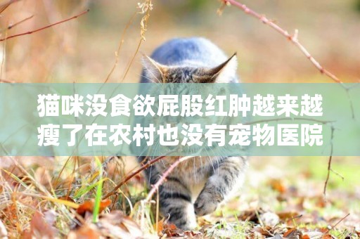 貓咪沒食欲屁股紅腫越來越瘦了在農村也沒有寵物醫院怎么辦