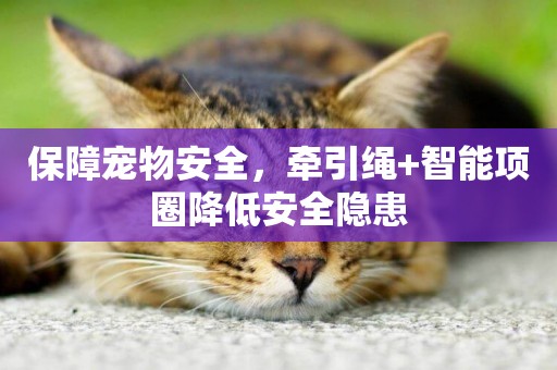 保障寵物安全，牽引繩+智能項圈降低安全隱患