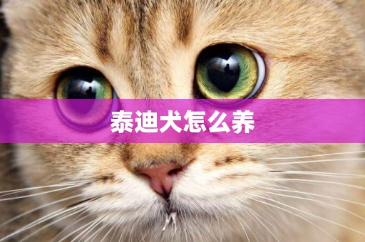 泰迪犬怎么養