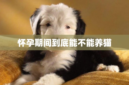 懷孕期間到底能不能養貓