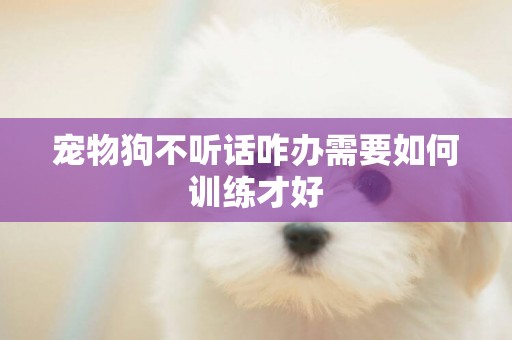 寵物狗不聽話咋辦需要如何訓練才好