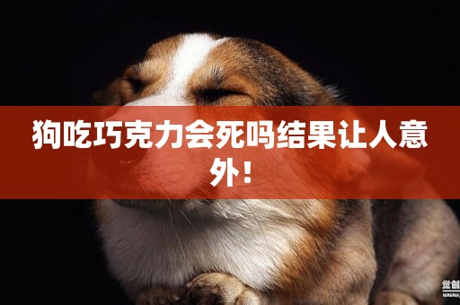 狗吃巧克力會死嗎結果讓人意外！