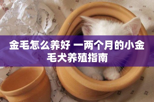 金毛怎么養好 一兩個月的小金毛犬養殖指南