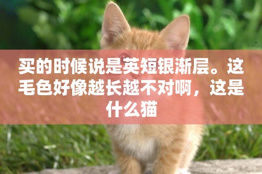 買的時候說是英短銀漸層。這毛色好像越長越不對啊，這是什么貓