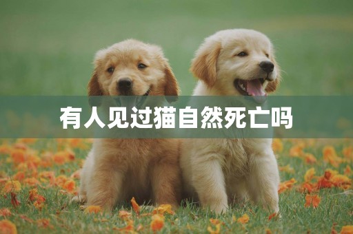 有人見過貓自然死亡嗎