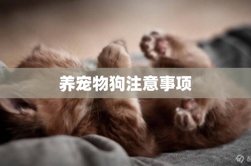 養寵物狗注意事項