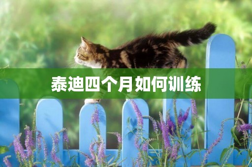 泰迪四個月如何訓練