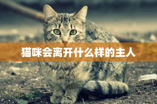 貓咪會離開什么樣的主人